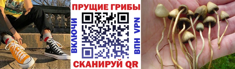 Псилоцибиновые грибы Psilocybine cubensis  продажа наркотиков  Карабулак 